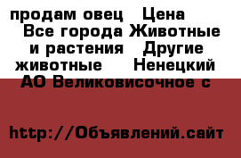  продам овец › Цена ­ 100 - Все города Животные и растения » Другие животные   . Ненецкий АО,Великовисочное с.